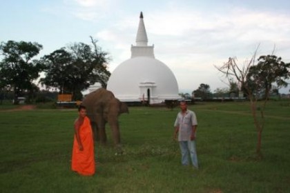 the wild elephant is a regular visitor of Somawathiya Stupa